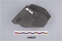 藏品(葉化石)的圖片